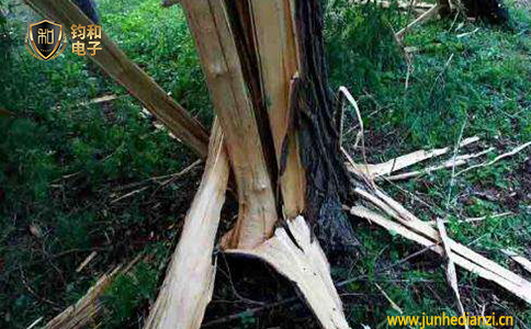 鈞和電子雷擊對森林的危害